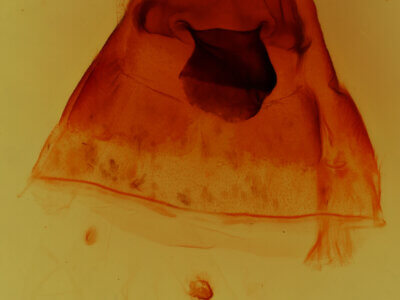 genitalia view of adult Ianassa pinalensis