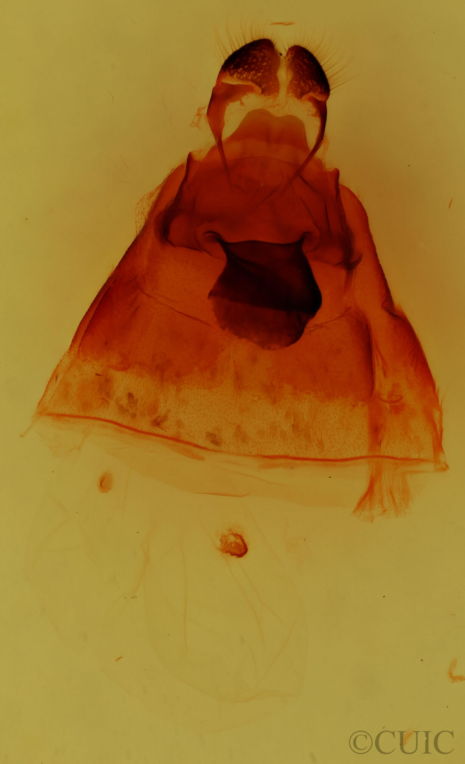 genitalia view of adult Ianassa pinalensis