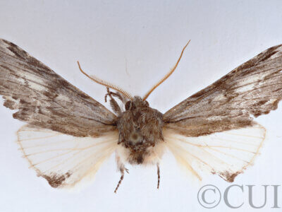 dorsal view of adult Ianassa perangulata