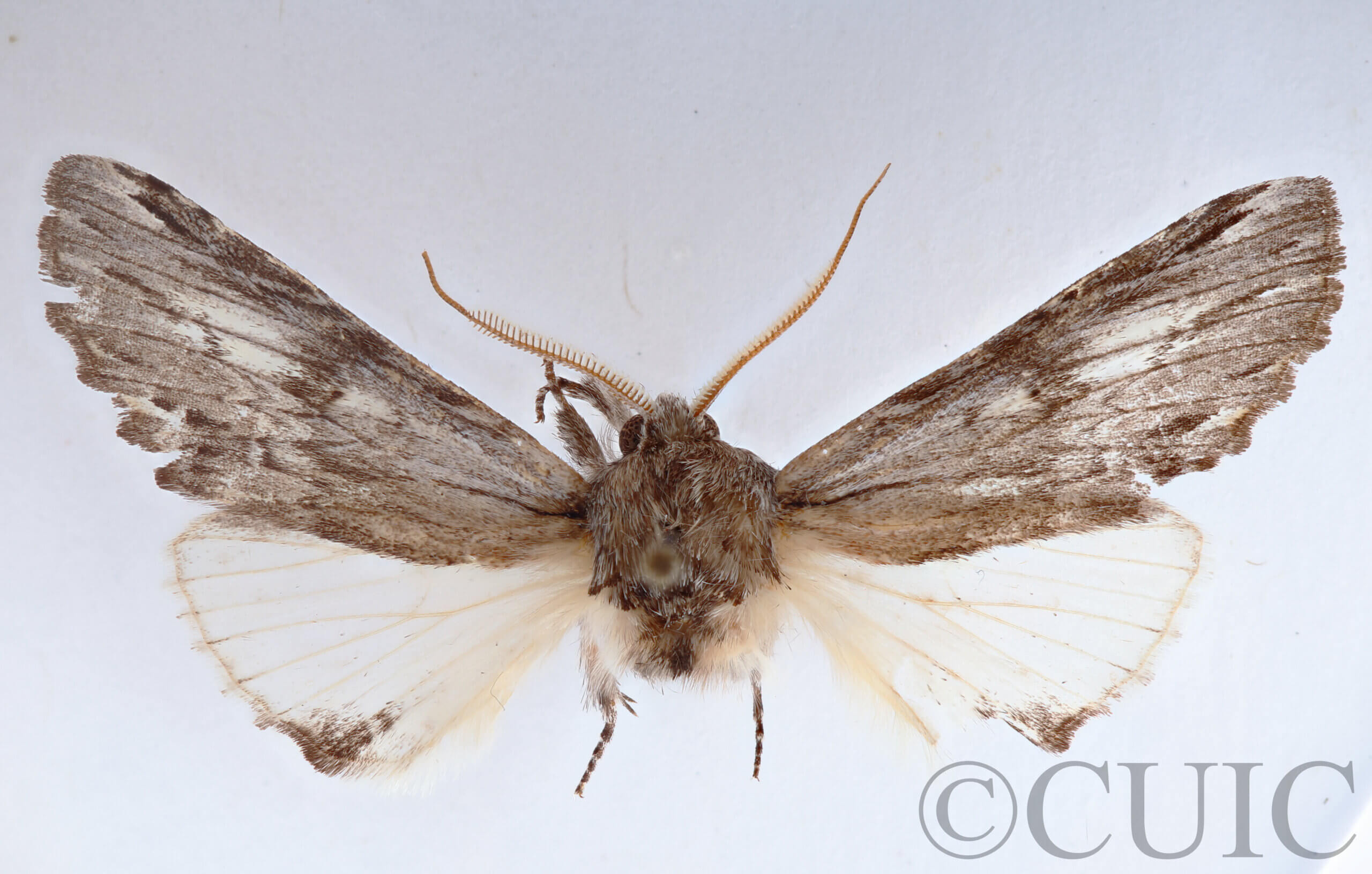 dorsal view of adult Ianassa perangulata