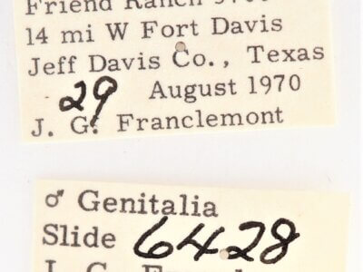 label view of adult Ianassa perangulata