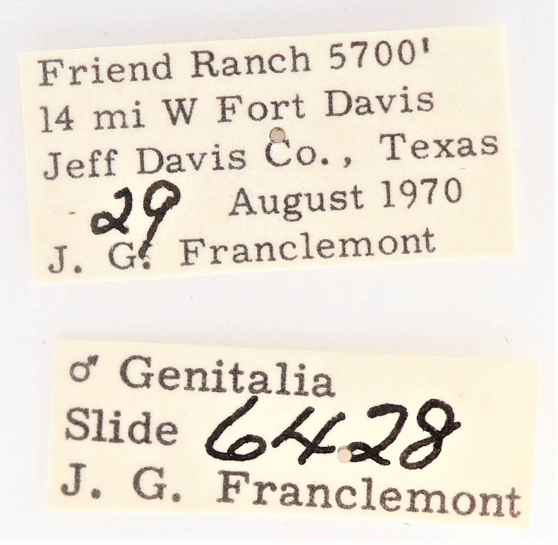 label view of adult Ianassa perangulata