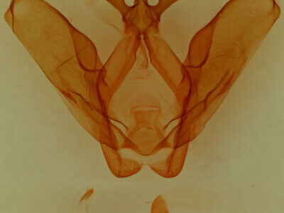 genitalia view of adult Ianassa perangulata