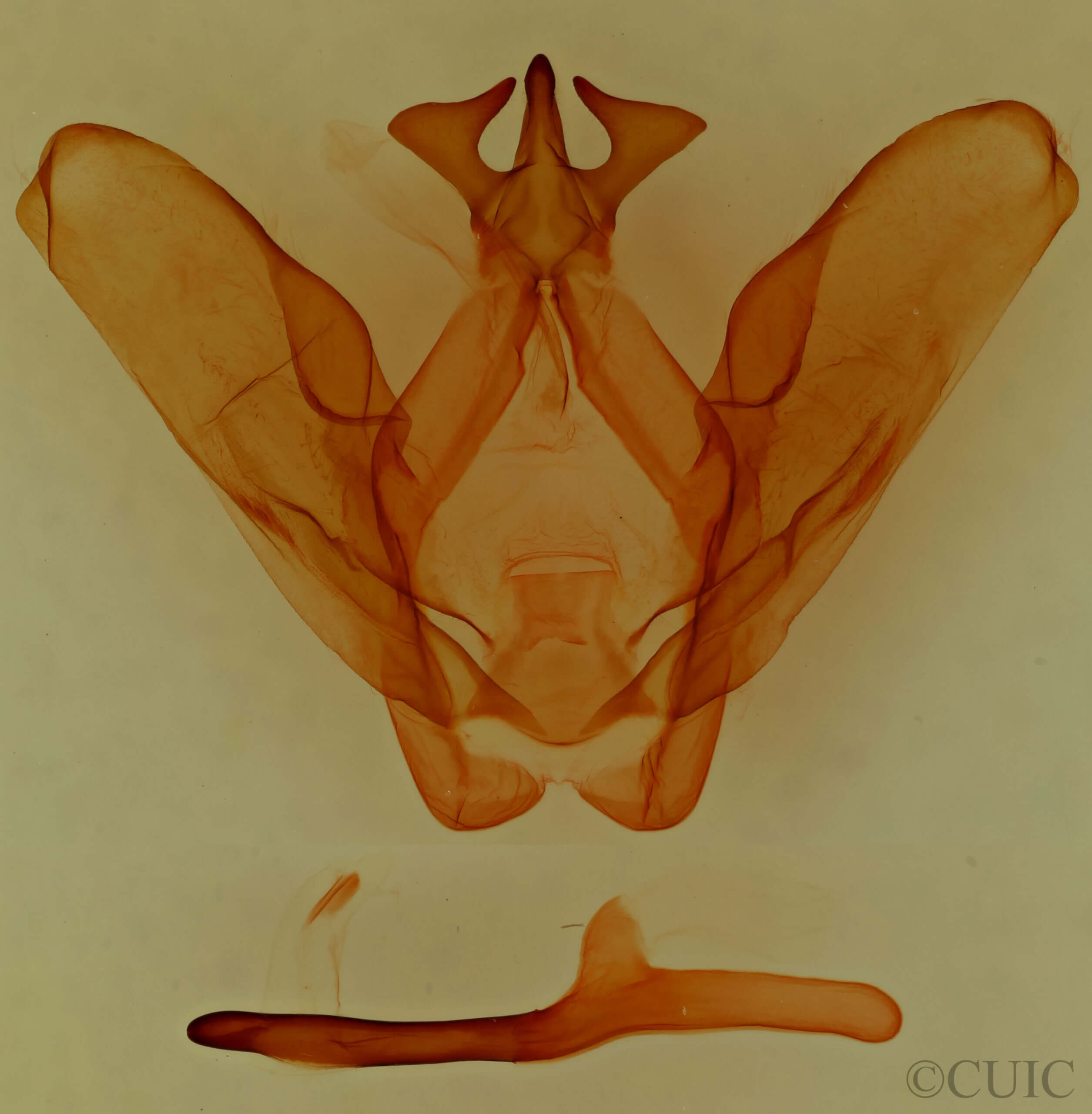 genitalia view of adult Ianassa perangulata