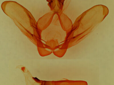 genitalia view of adult Ianassa diablo