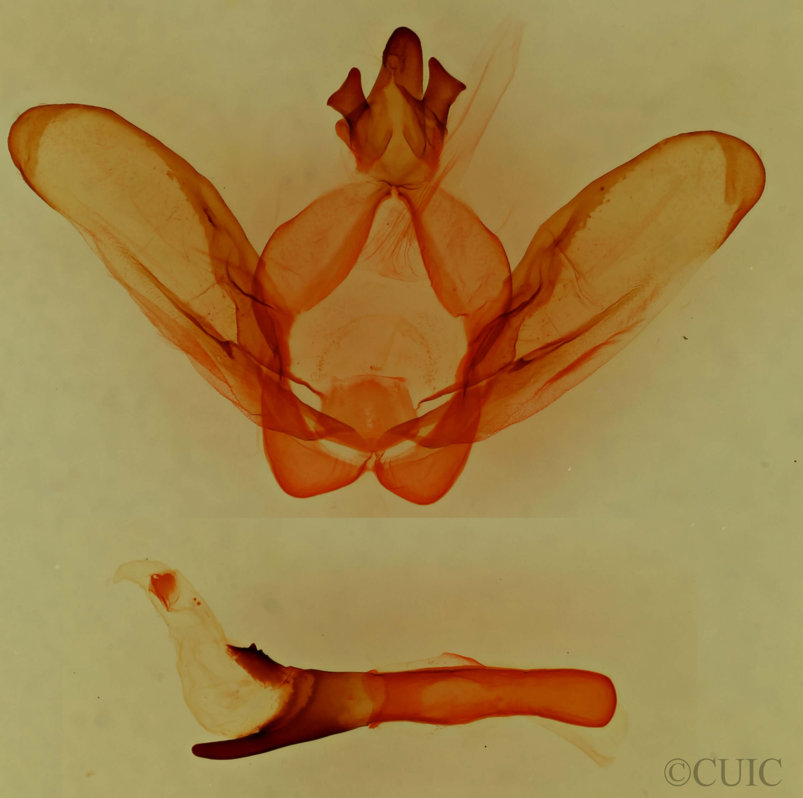 genitalia view of adult Ianassa diablo