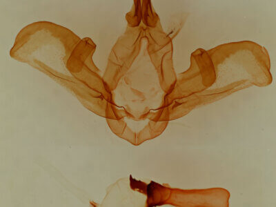 genitalia view of adult Carboniclava alpica