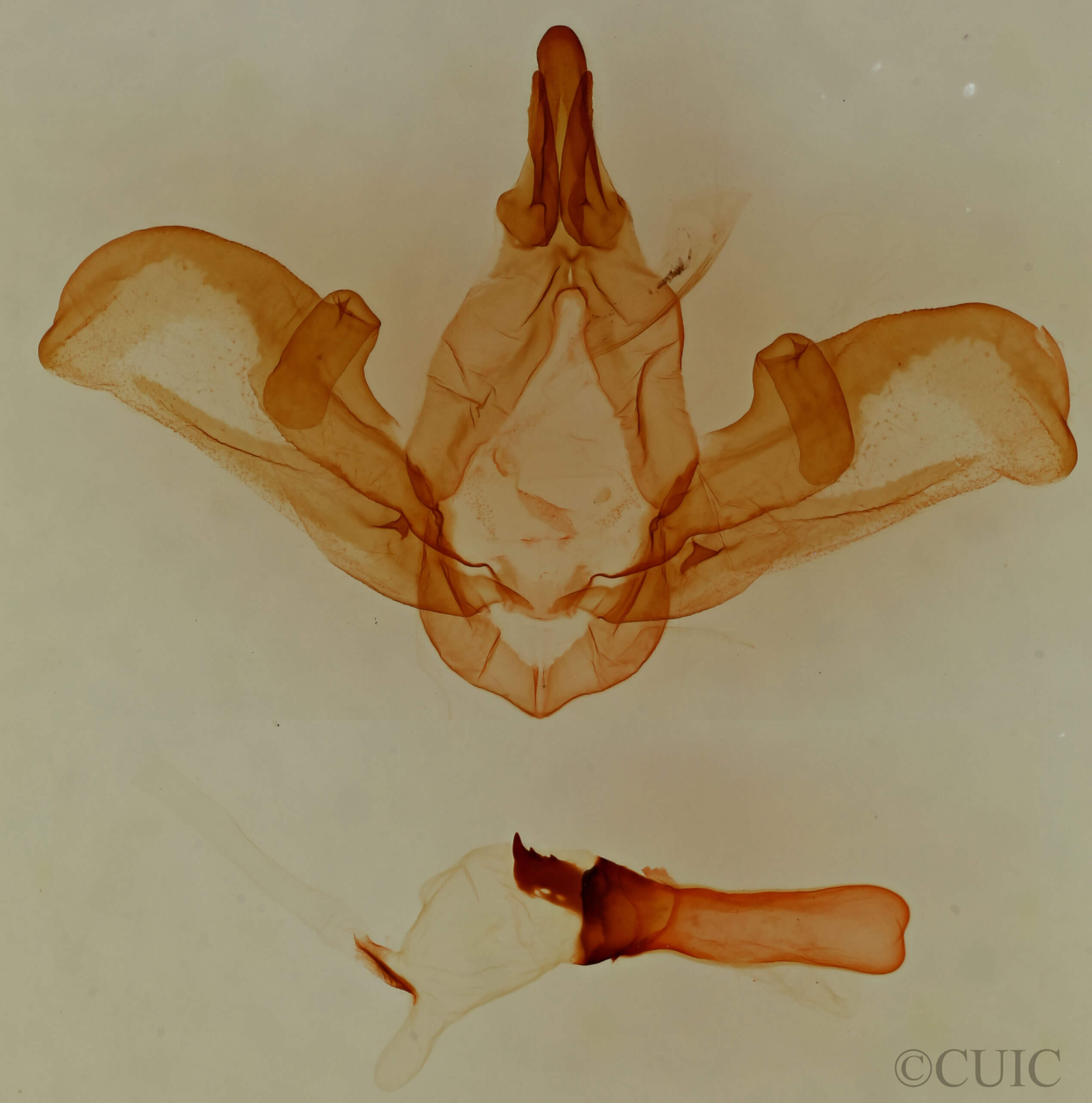 genitalia view of adult Carboniclava alpica