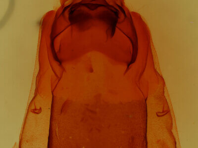 genitalia view of adult Carboniclava alpica