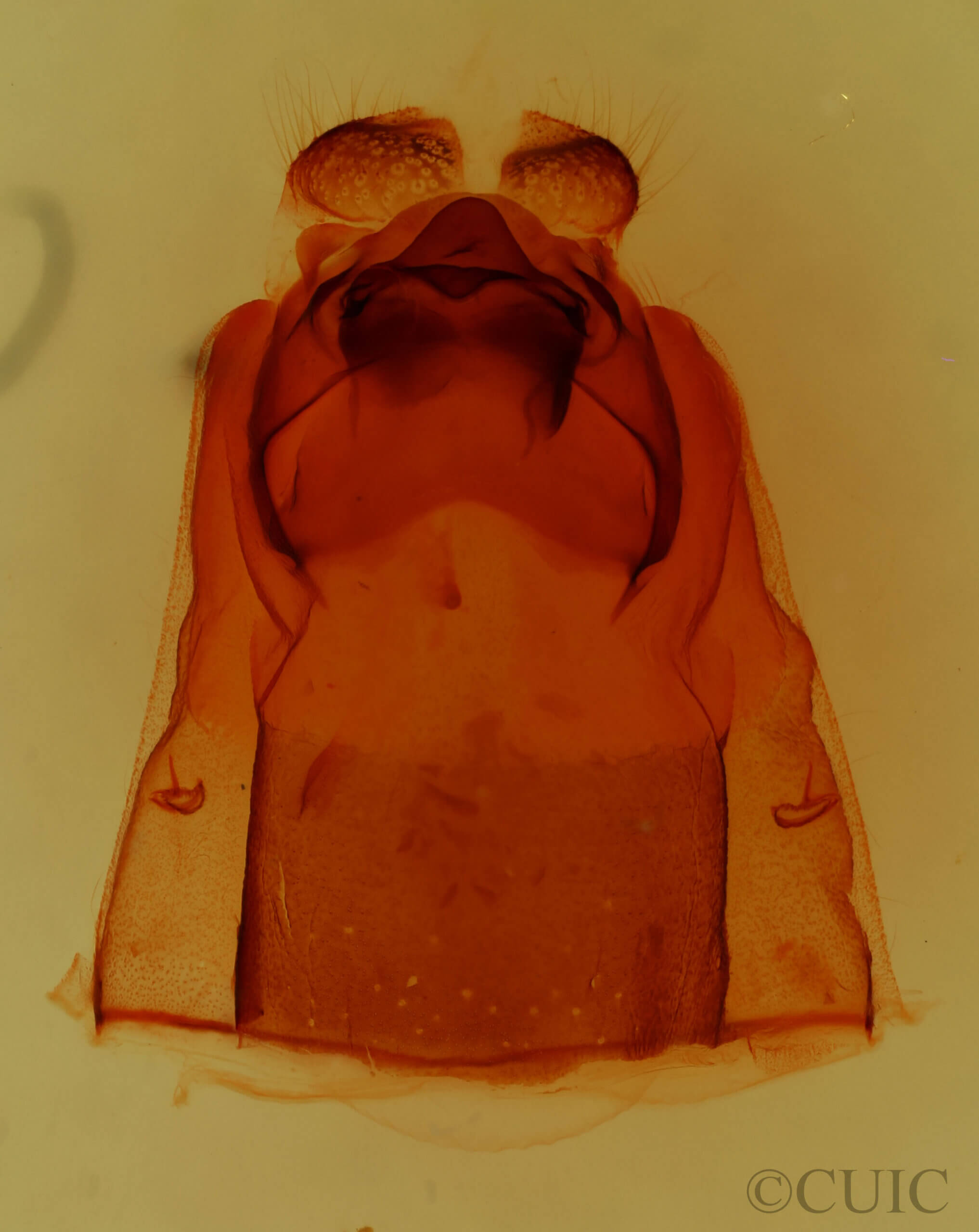 genitalia view of adult Carboniclava alpica