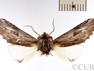 dorsal view of adult Ianassa perangulata