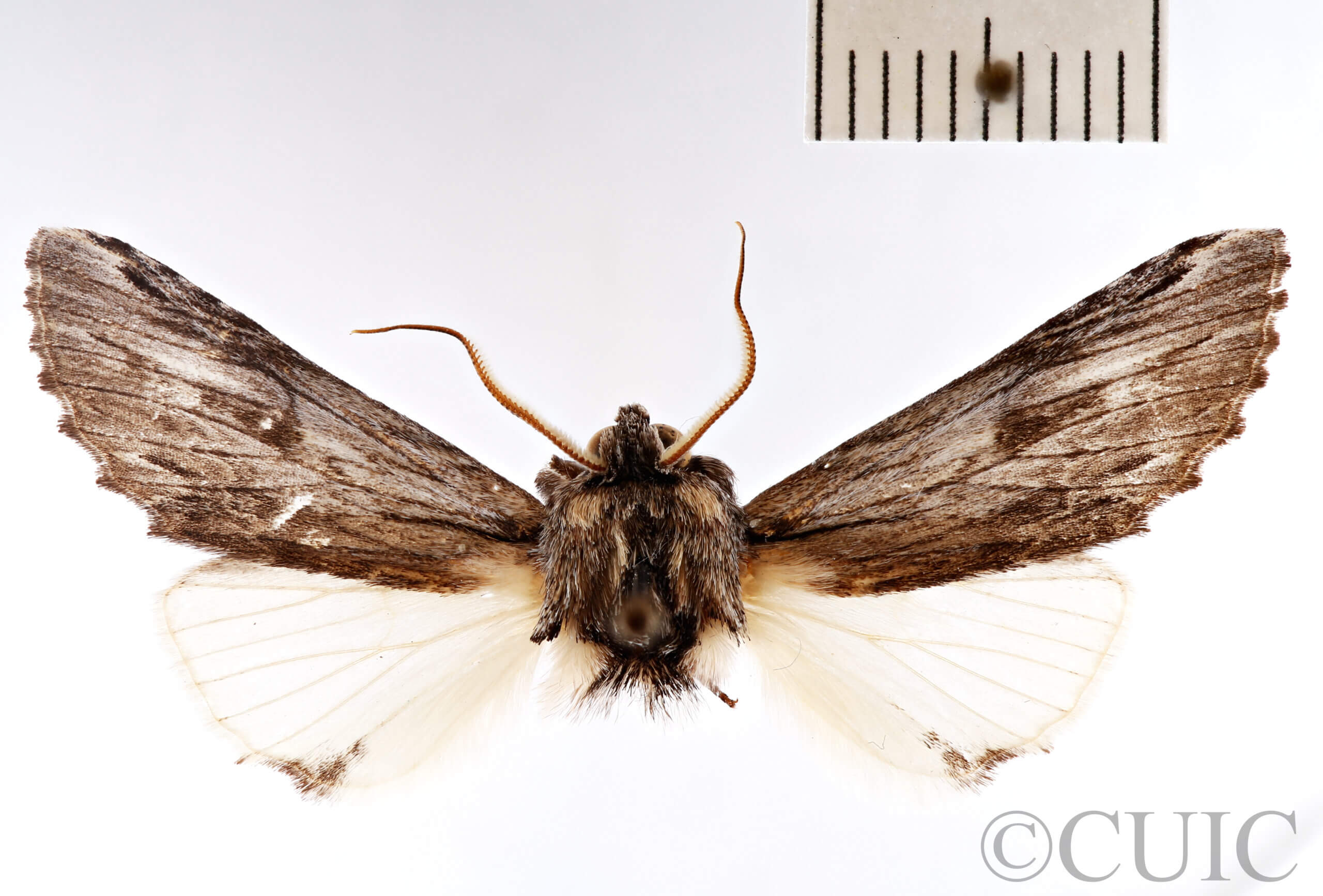 dorsal view of adult Ianassa perangulata