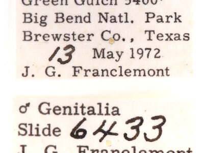 label view of adult Ianassa perangulata