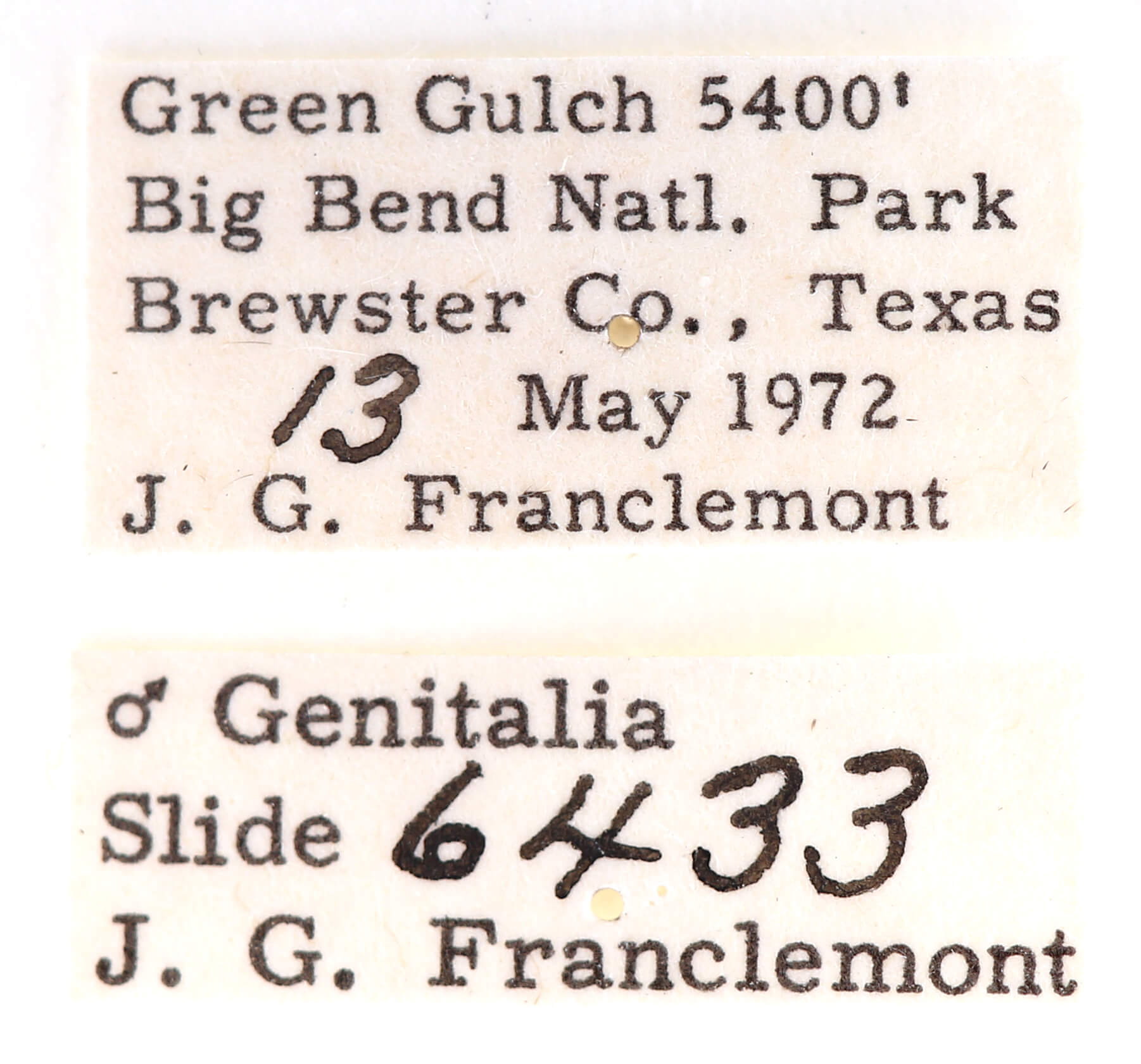 label view of adult Ianassa perangulata