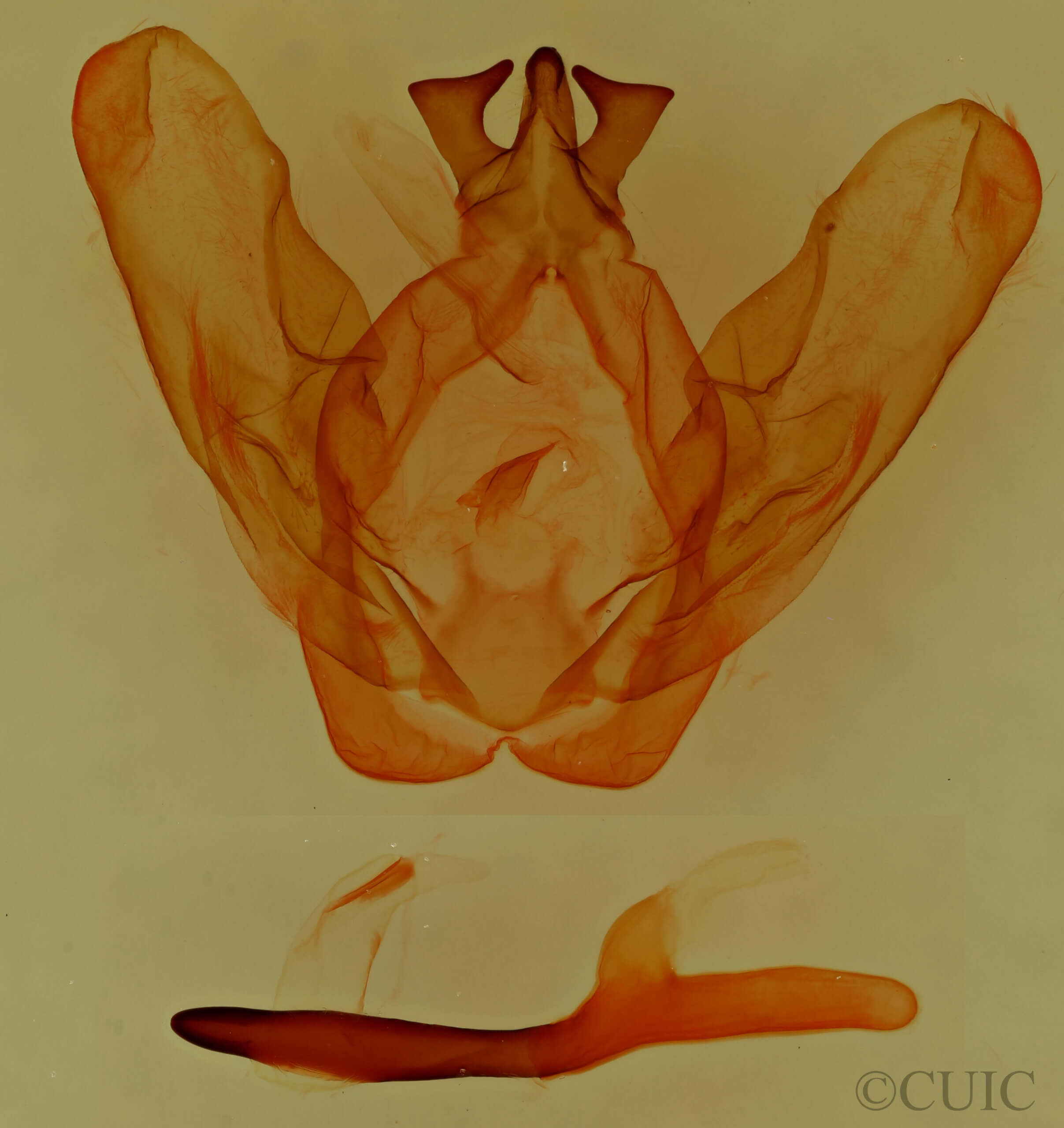 genitalia view of adult Ianassa perangulata