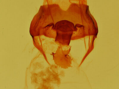 genitalia view of adult Notela jaliscana