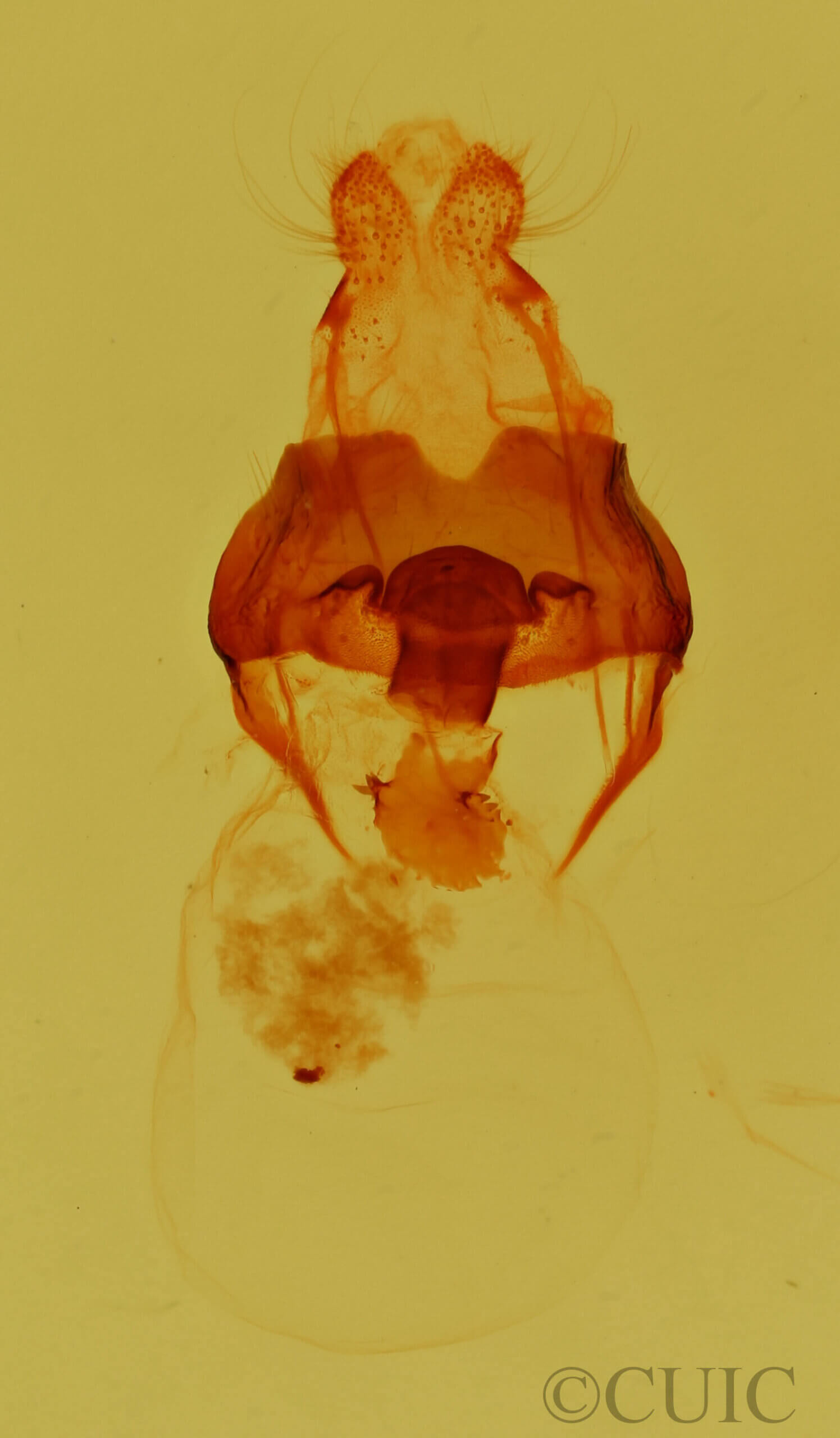 genitalia view of adult Notela jaliscana