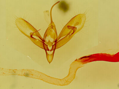 genitalia view of adult Acontia cretata