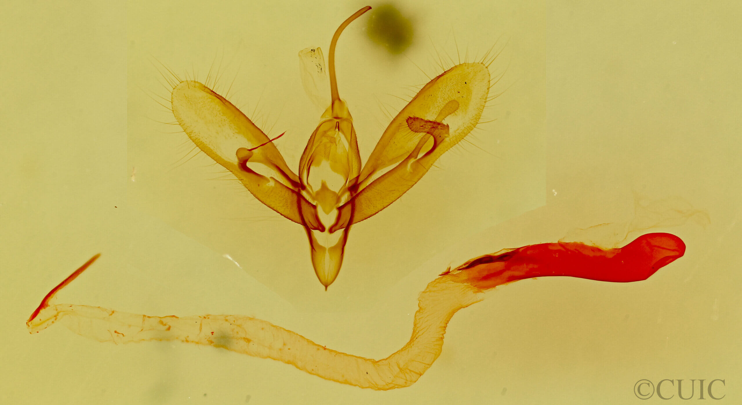 genitalia view of adult Acontia cretata