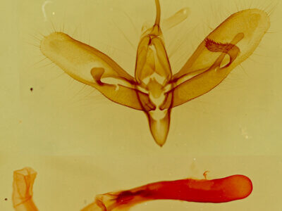 genitalia view of adult Acontia cretata