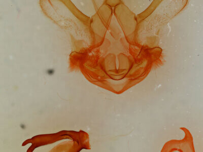 genitalia view of adult Symmerista albifrons