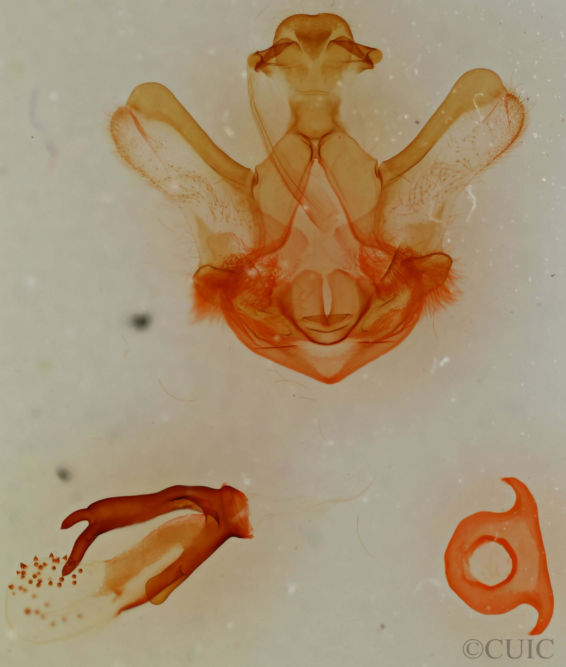 genitalia view of adult Symmerista albifrons