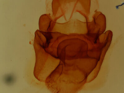 genitalia view of adult Symmerista albifrons