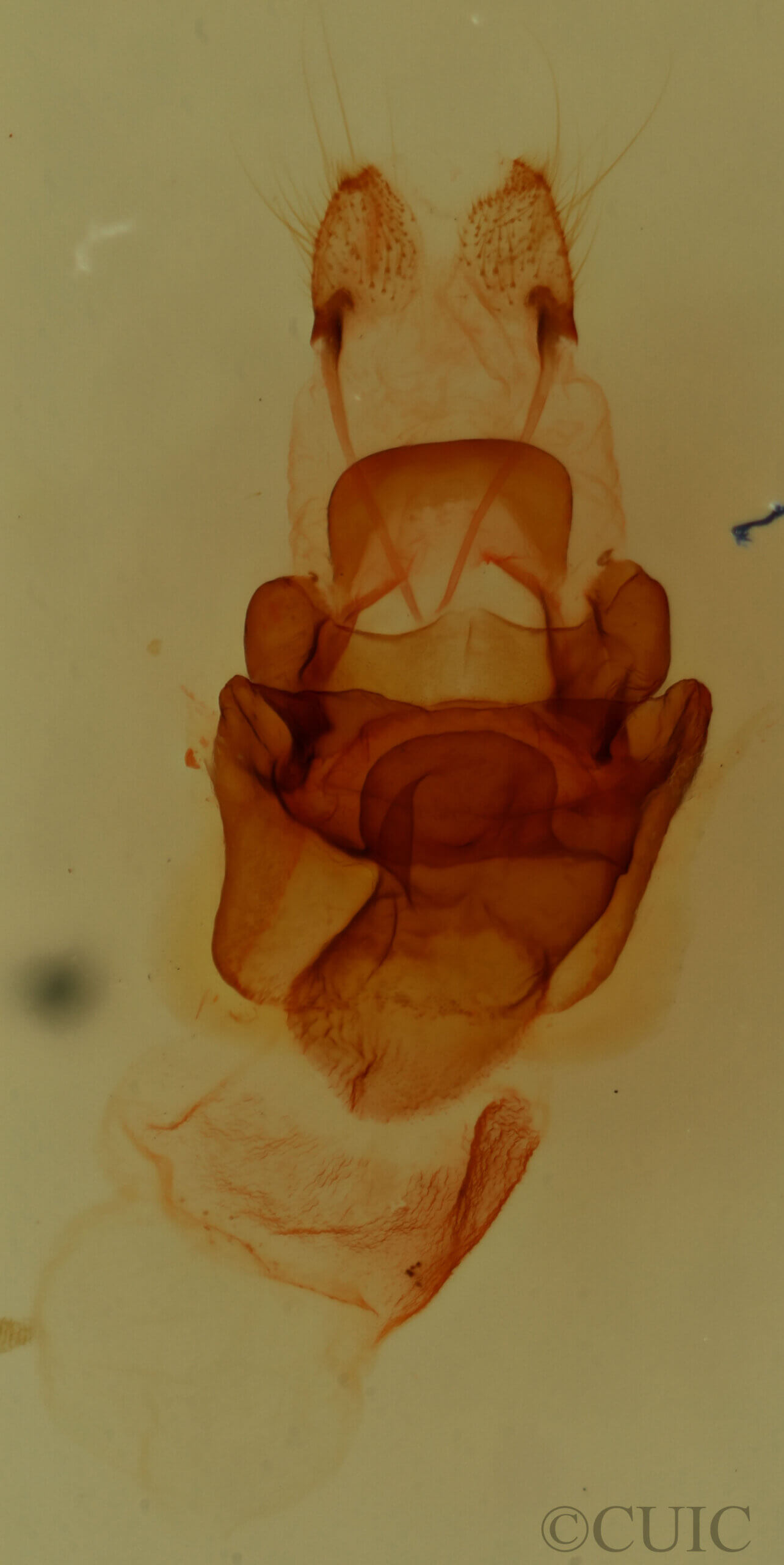 genitalia view of adult Symmerista albifrons