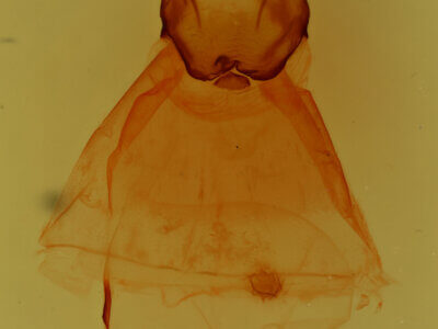 genitalia view of adult Oedemasia semirufescens