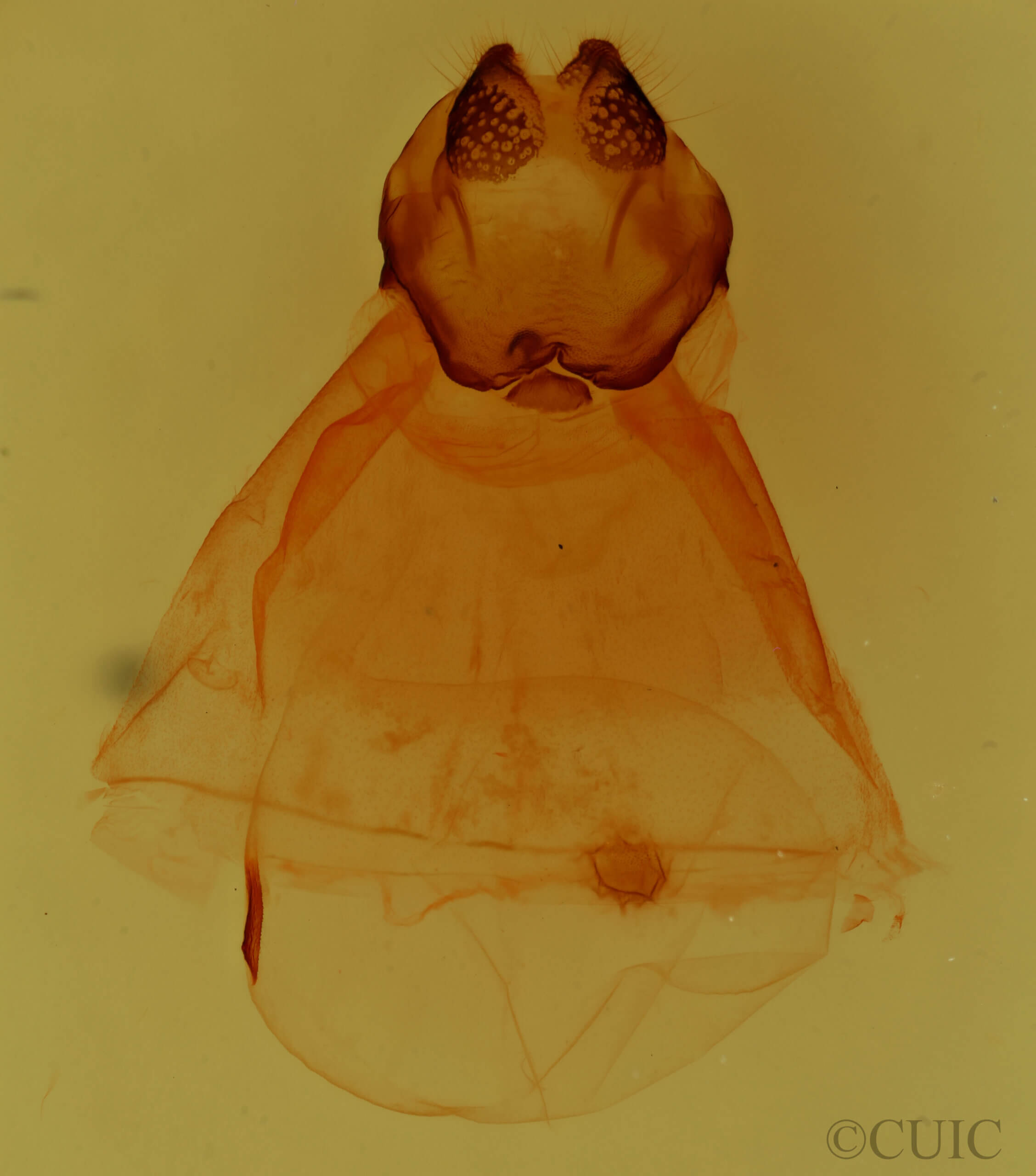 genitalia view of adult Oedemasia semirufescens