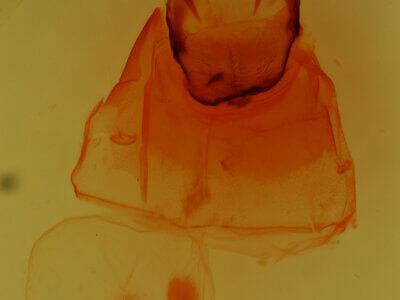 genitalia view of adult Oedemasia semirufescens