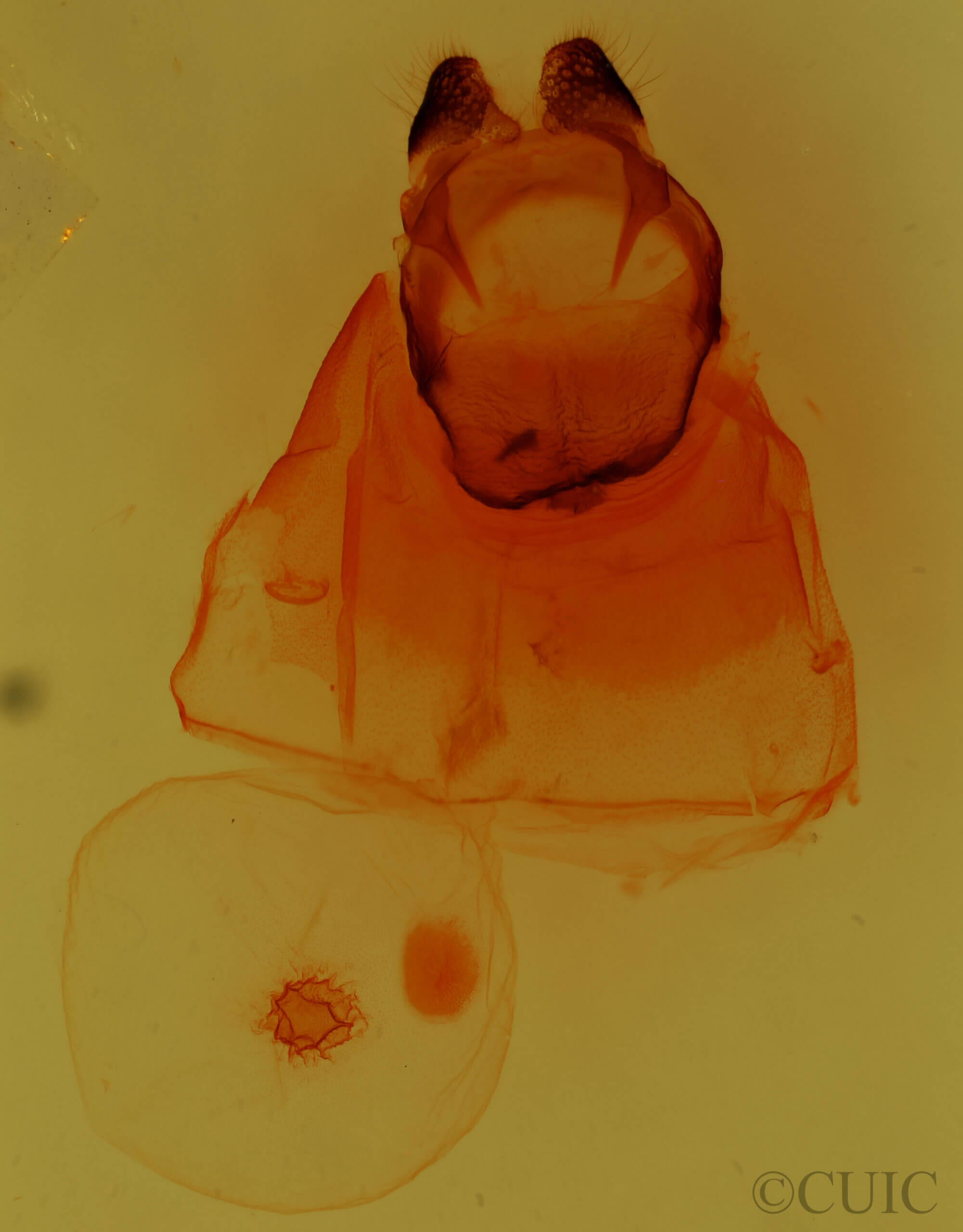genitalia view of adult Oedemasia semirufescens