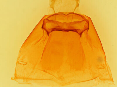 genitalia view of adult Eulimiris inopinata