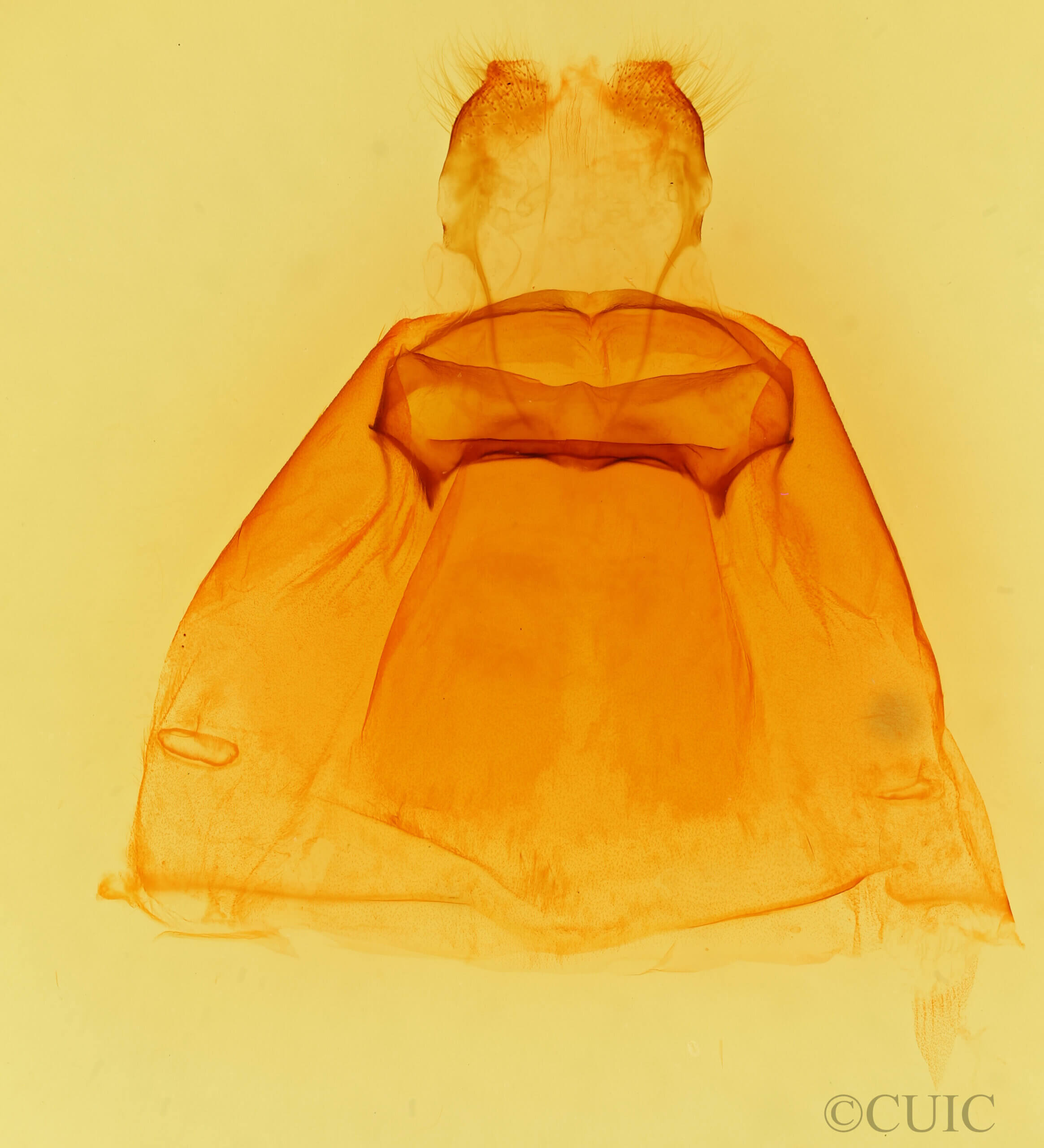 genitalia view of adult Eulimiris inopinata