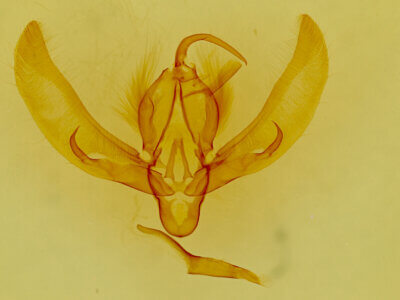 genitalia view of adult Euscirrhopterus gloveri