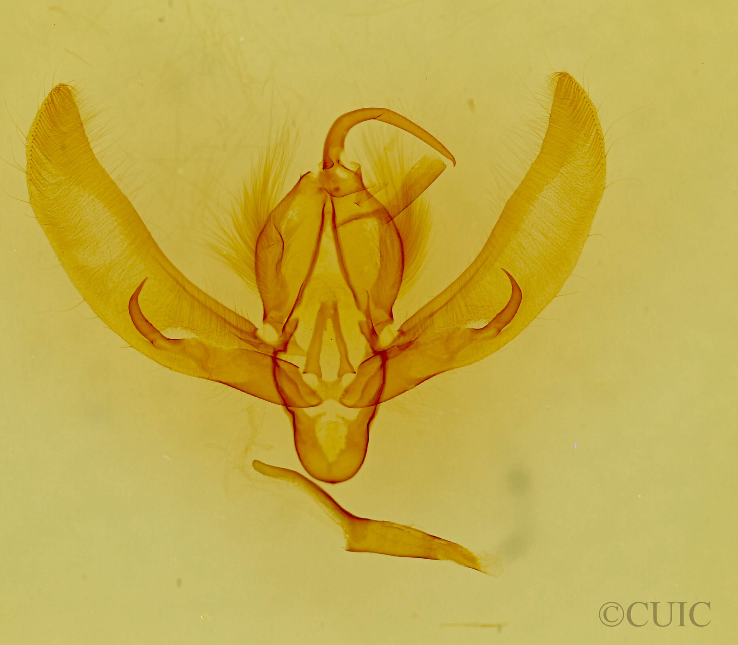 genitalia view of adult Euscirrhopterus gloveri