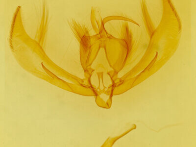 genitalia view of adult Euscirrhopterus cosyra