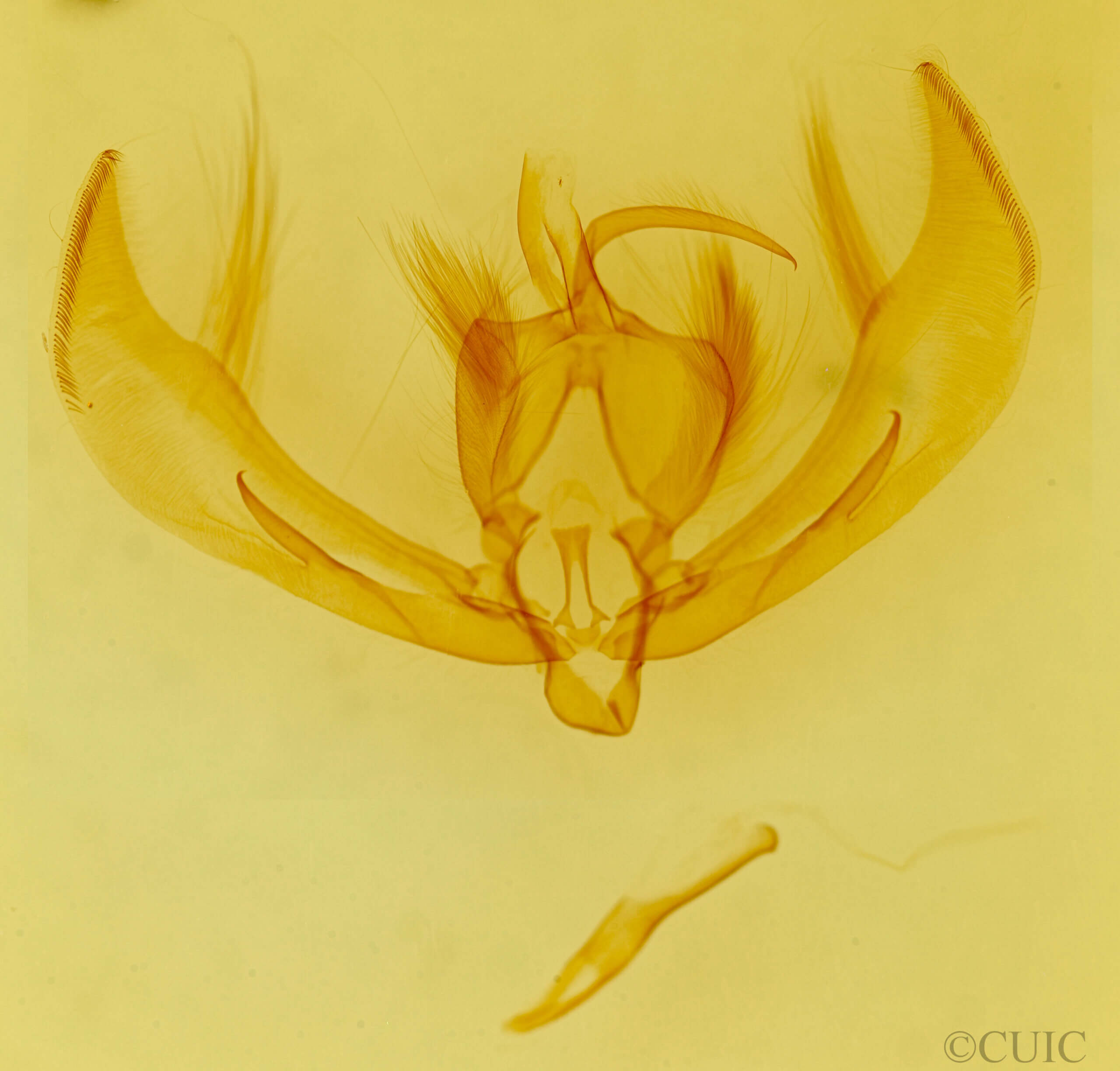 genitalia view of adult Euscirrhopterus cosyra