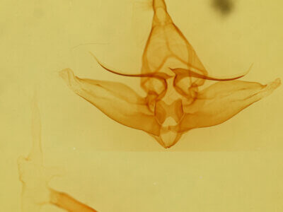 genitalia view of adult Lophocampa sp.