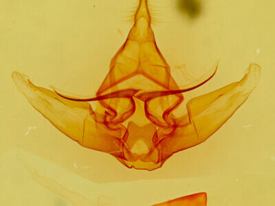 genitalia view of adult Lophocampa caryae