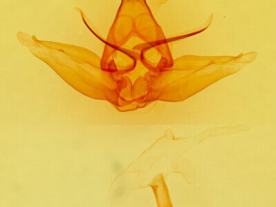 genitalia view of adult Lophocampa mixta