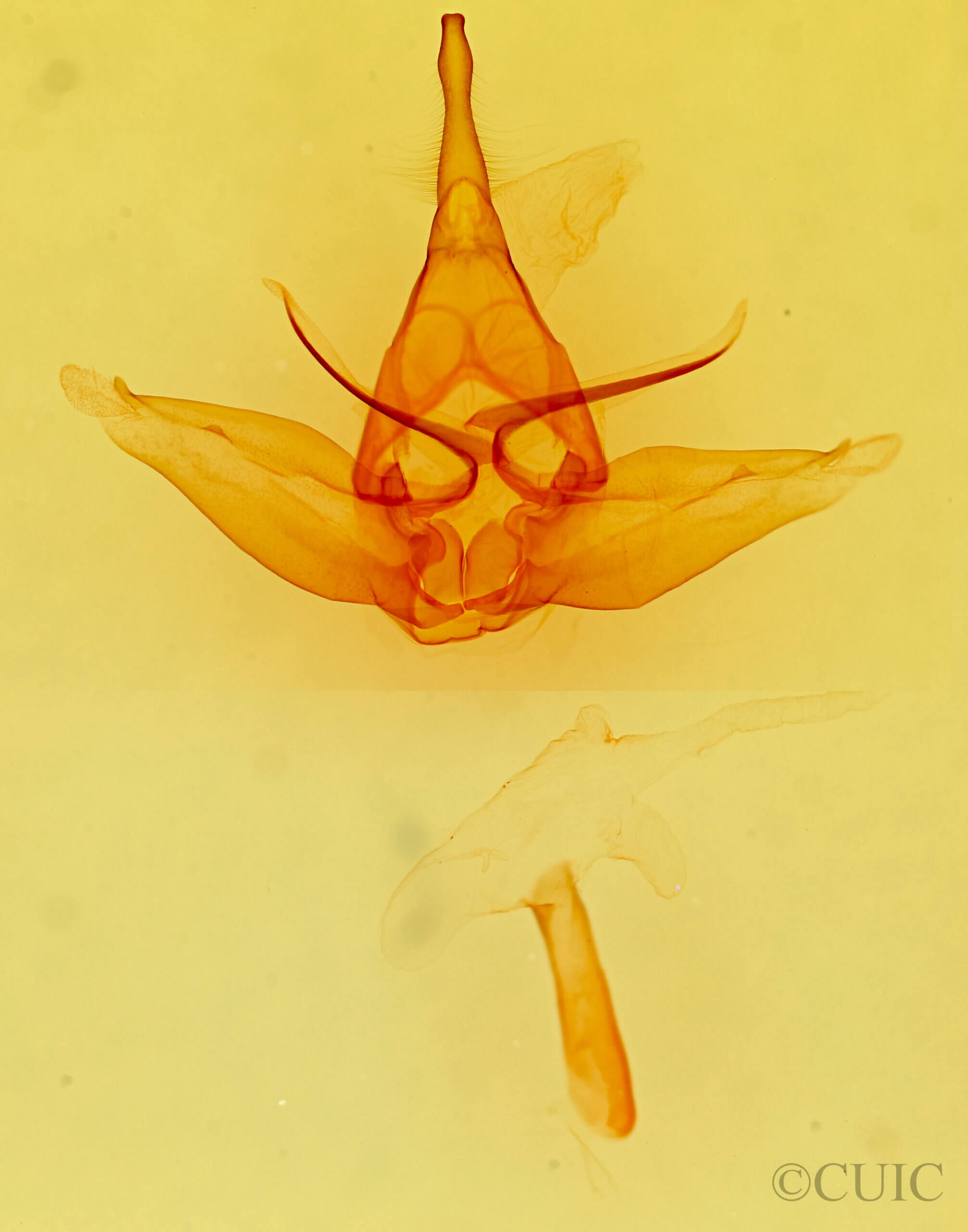 genitalia view of adult Lophocampa mixta