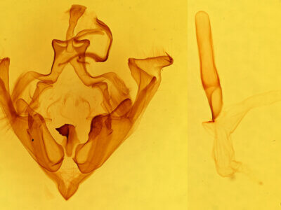 genitalia view of adult Dicestra sp.