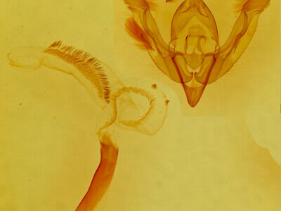 genitalia view of adult Lasionycta poca?