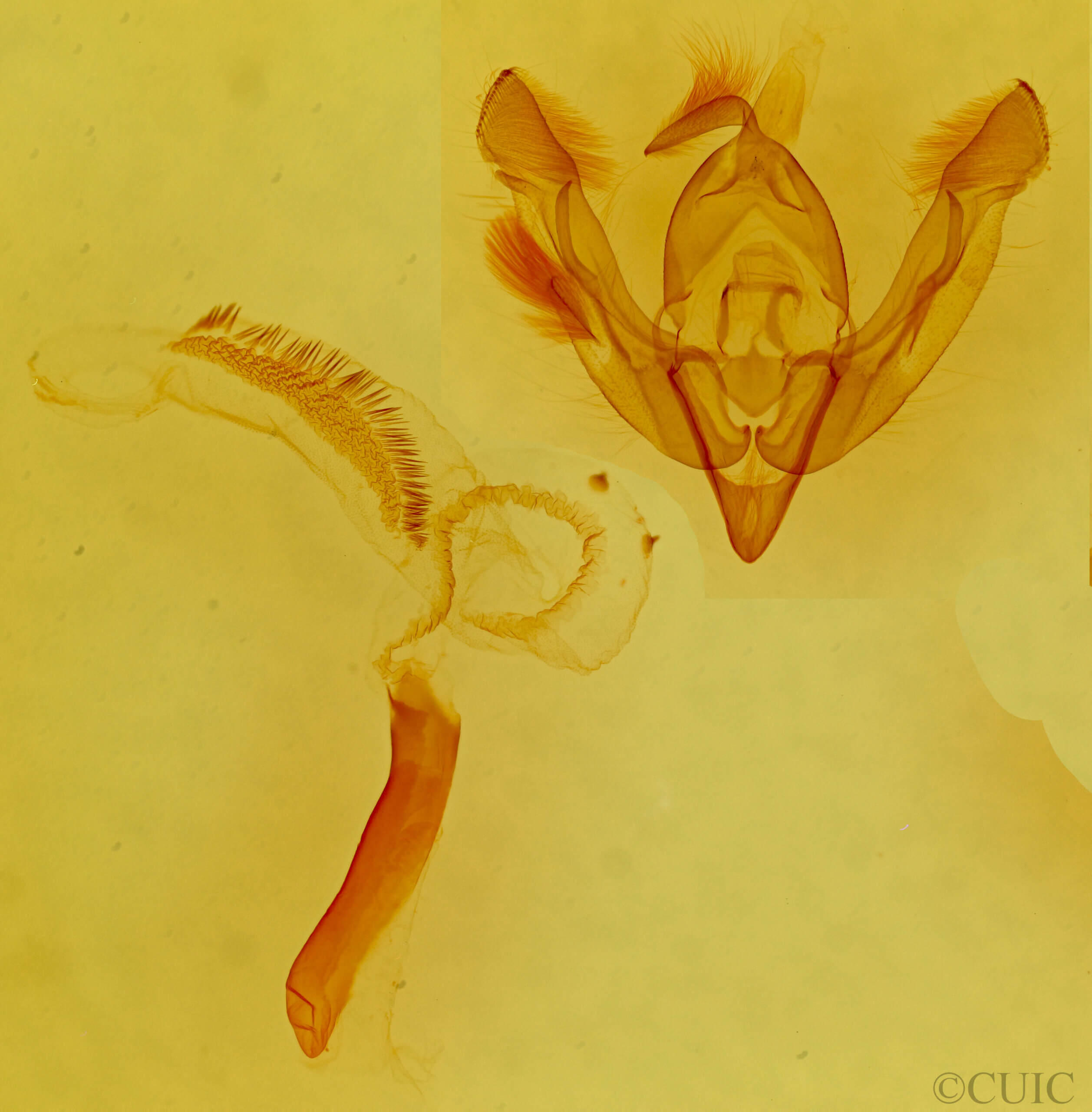 genitalia view of adult Lasionycta poca?