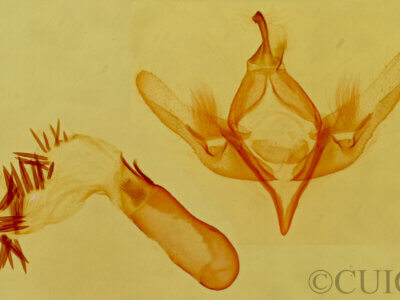 genitalia view of adult Emarginea sp.