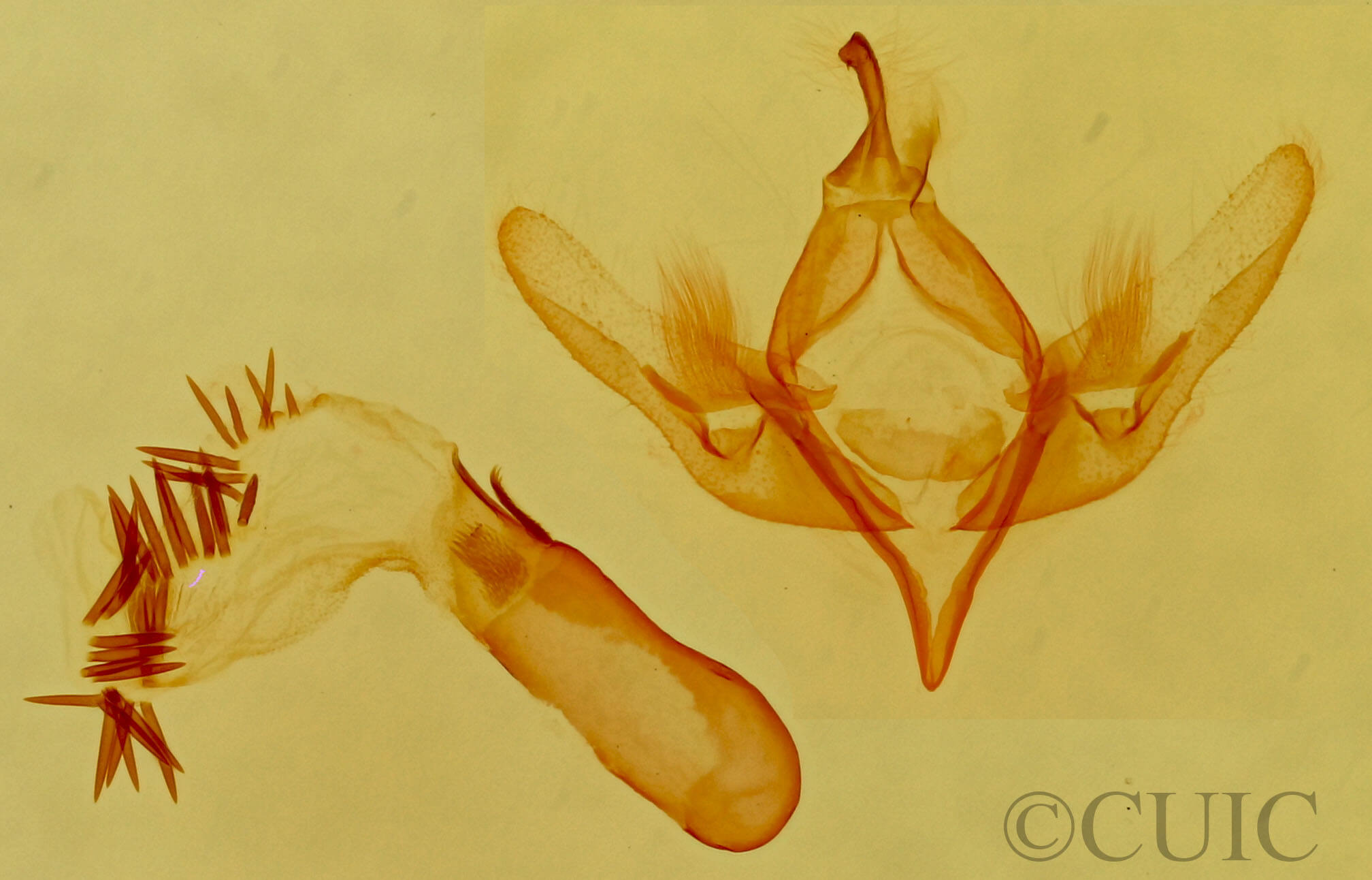 genitalia view of adult Emarginea sp.