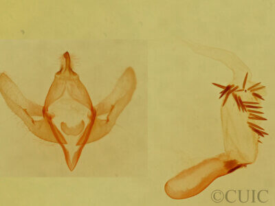 genitalia view of adult Emarginea sp.
