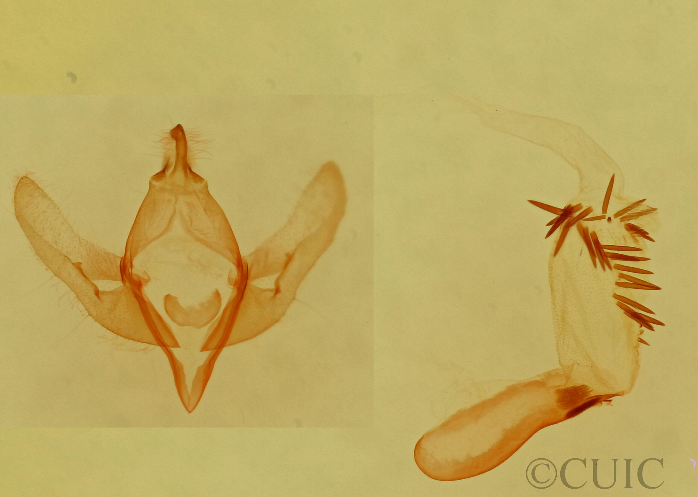 genitalia view of adult Emarginea sp.