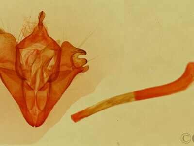 genitalia view of adult Selenisa sueroides